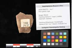 Foto (Objekt + Etikett) von Alnus gracilis Unger (NHMW-GEO-2024-0188-0733)